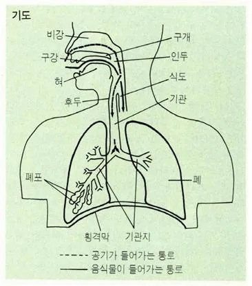 기도 [air way, 氣道] 