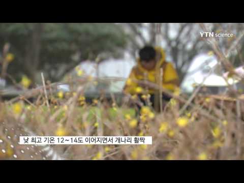 [사이언스 TV] 한파 실종, 개나리 활짝…이상고온 원인은