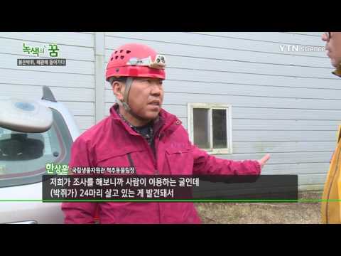 [사이언스 TV] 붉은박쥐, 폐광에 들어가다
