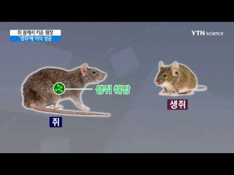 [사이언스 TV] 쥐에서 키운 생쥐 췌장 이식 성공…당뇨 완치 가능성 제시