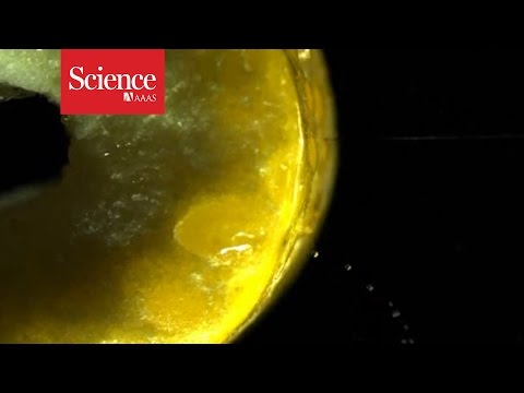 왜 오렌지를 깨끗이 벗겨내는 방법은 없는걸까 