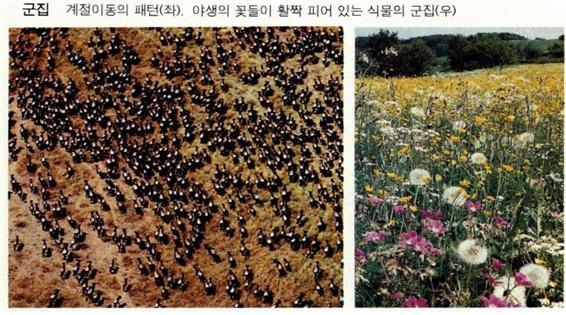 군집
