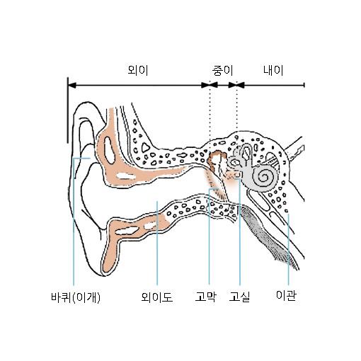 귀인두관