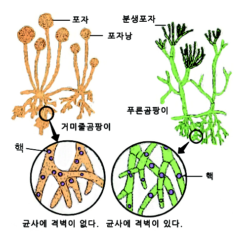균사