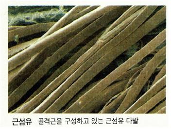 근섬유