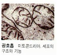 미토