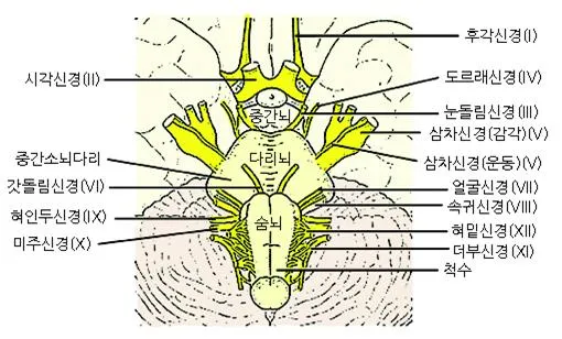 뇌신경 [cranial nerve, 腦神經]