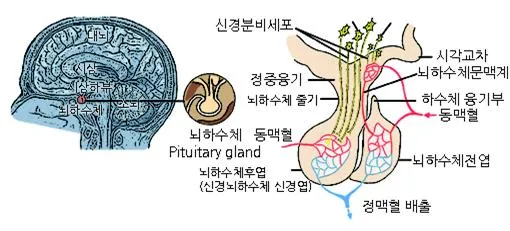 뇌하수체 [pituitary gland, 腦下垂體]