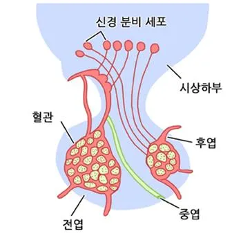 뇌하수체 중엽 [intermediate lobe of pituitary, 腦下垂體中葉]