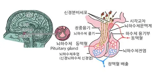 뇌하수체 후엽 [posterior lobe of pituitary, 腦下垂體後葉] 