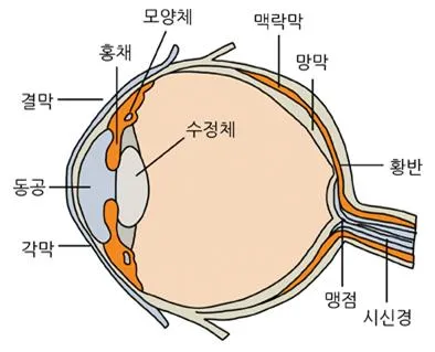 눈소포 [optic vesicle, 小胞]	