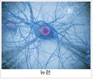 뉴런 (neuron)
