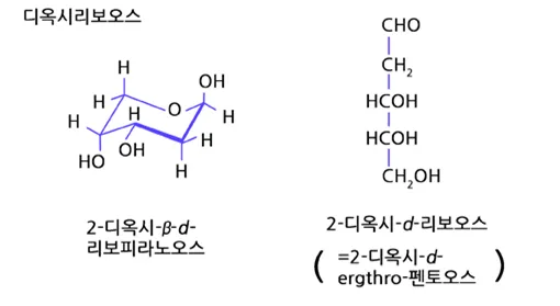 뉴클레오사이드 (nucleoside)