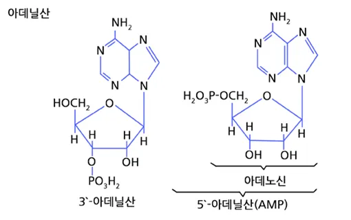 뉴클레오타이드 (nucleotide)