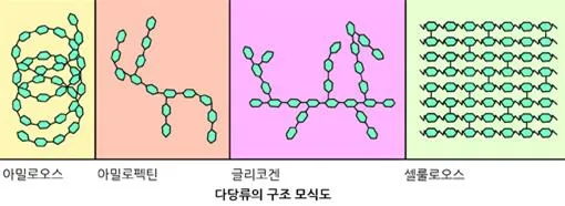 다당류 (polysaccharide)