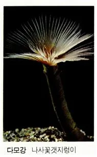 다모강 [Polychaeta, 多毛綱]	