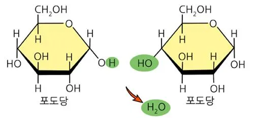 단당류 [monosaccharide, 單糖類]