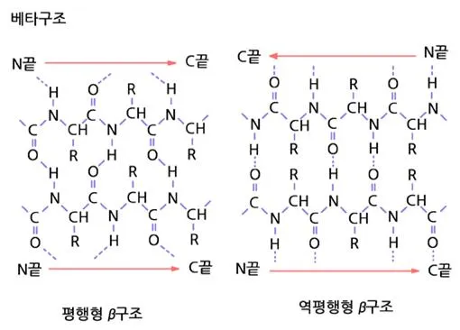 단백질 2차 구조 [secondary structure of protein, 蛋白質構造]