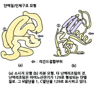 단백질 4차 구조 [quaternary structure of protein, 蛋白質構造]