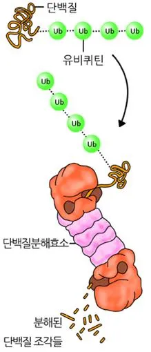 단백질 분해 효소 (protease)
