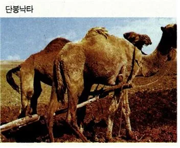 단봉낙타 [Arabian or one humped camel/Cameles dromedarius, 單峯駱駝]