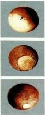 단성 생식 (parthenogenesis)單性生殖	
