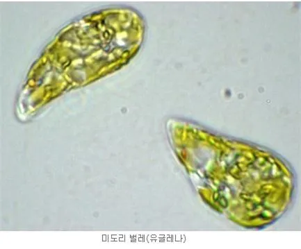 단세포 생물 (unicellular organism)單細胞生物 
