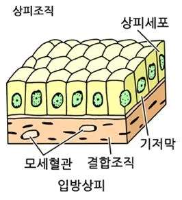 단층 상피 (unilayer epithelium)