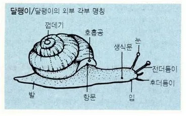 달팽이 (land snail)