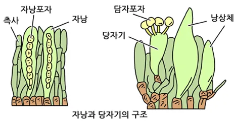 담자포자(basidiospore)