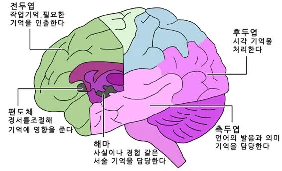 대뇌 겉질 (cerebrum cortex)