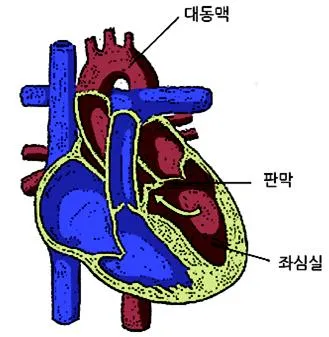 대동맥 (aorta)大動脈