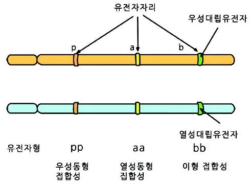 대립 유전자 (allele)對立遺傳子