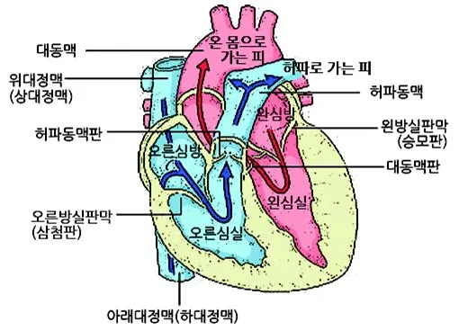 대정맥 (vena cava)大靜脈