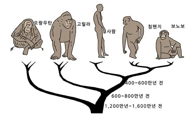 대진화 (macroevolution)大進化