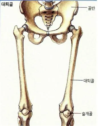 대퇴골(femur)大腿骨