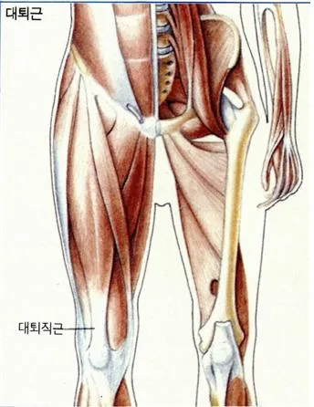 대퇴근(femoral muscle)大腿筋