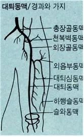 대퇴근(femoral muscle)大腿筋