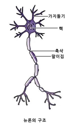 도약 전도(saltatory conduction )跳躍傳導