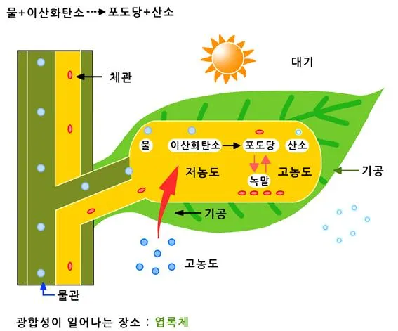 독립 영양(autotrophism)獨立營養