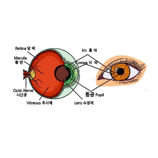 동공 [pupil, 瞳孔]
