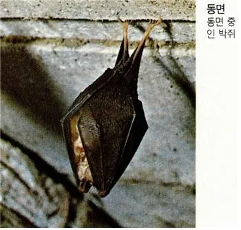 동면 [hibernation, 冬眠]