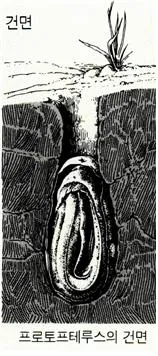 동면 [hibernation, 冬眠]