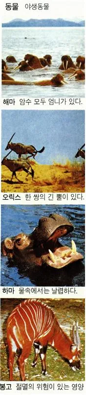 동물(animal)動物