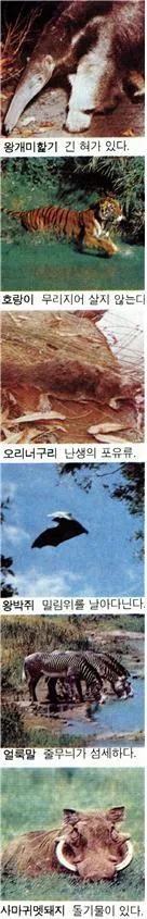 동물(animal)動物