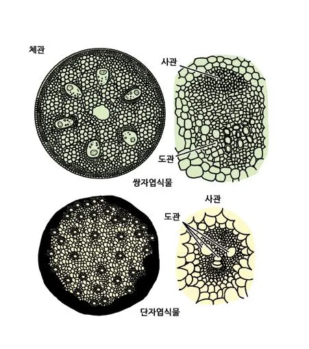동반세포 (companion cell)