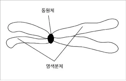 동원체 [centromere, 動原體]