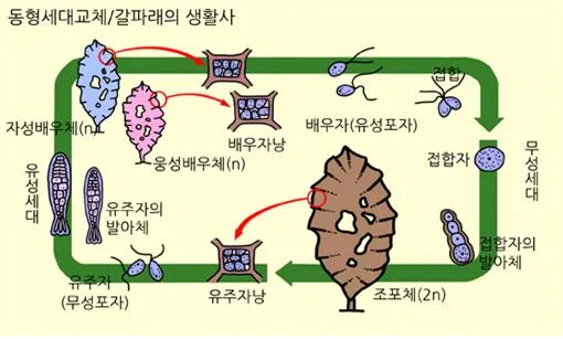 동형 접합자 [homozygote, 同型接合子]