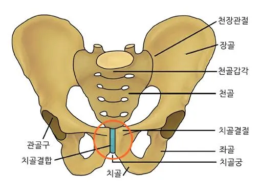 두덩뼈(pubis)