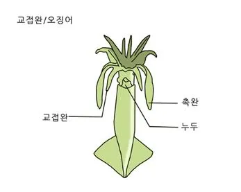 두족류(cephalopods)頭足類
